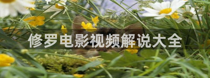 桔子影院午夜场免费：修罗电影视频解说大全